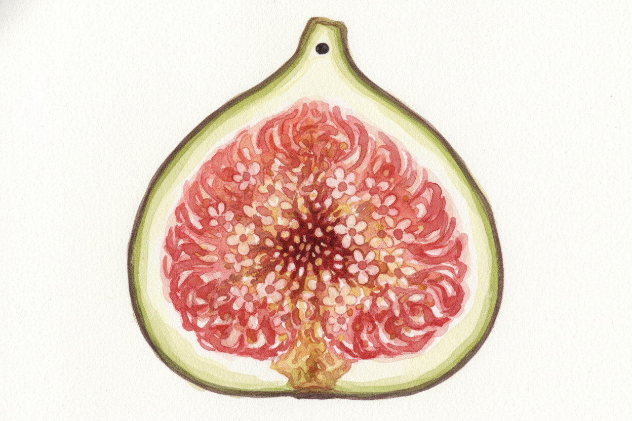 ~~A fig isn't actually a fruit~~ — it's an **inside-out flower**. _Imagine a vase packed with hundreds of tiny flowers_,