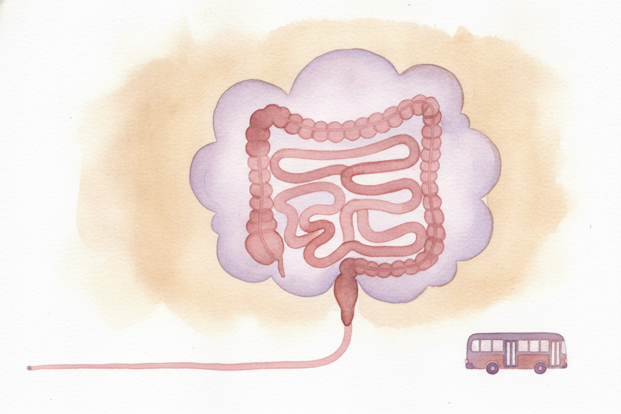 The soup ~~oozes~~ into the longest part of the journey: the small intestine. Despite the name, it's not small at all — 