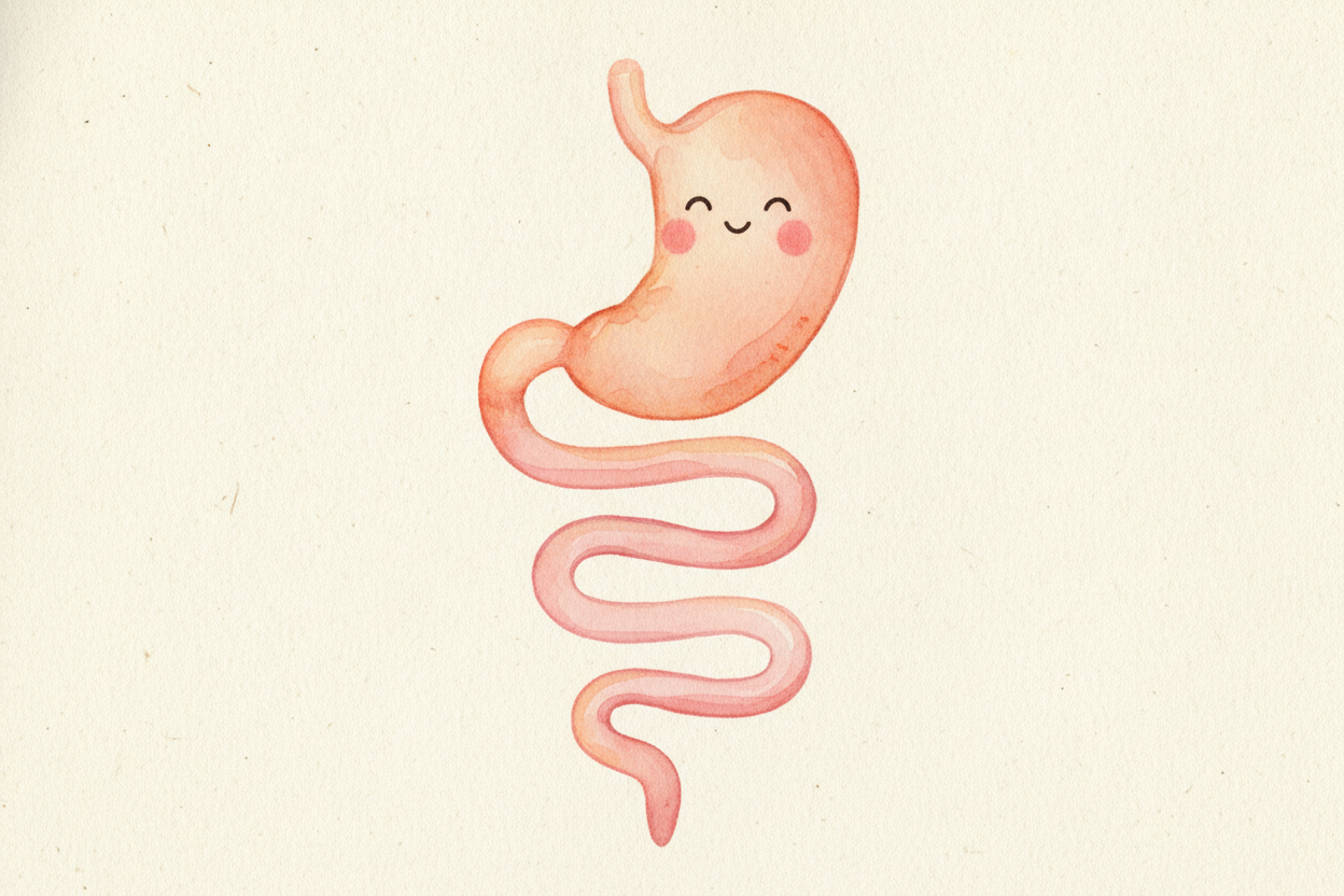First, the truth about that noise: **it doesn't come from your stomach alone**. It's mostly your intestines — _the long,