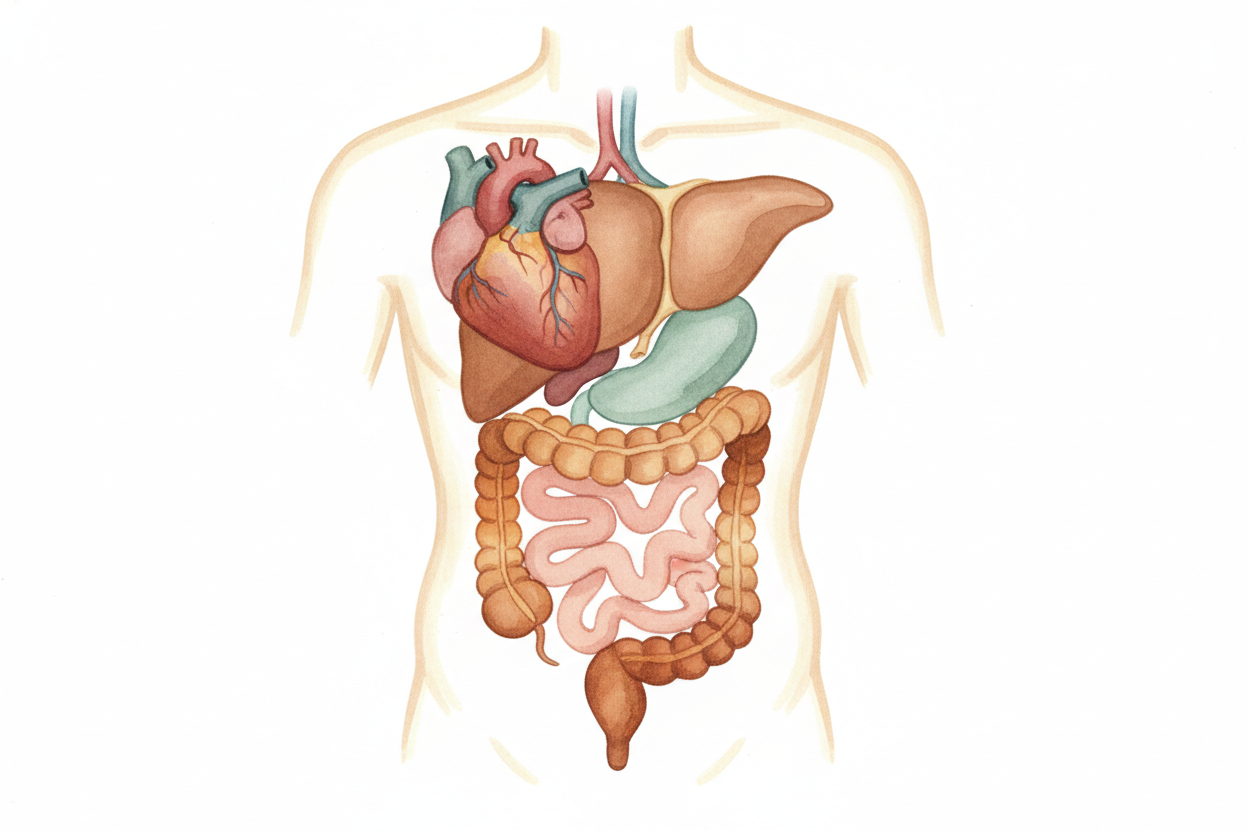 ~~But notice:~~ **you're only symmetric on the outside**. Inside, your heart tilts left, your liver sits right, your gut